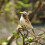 Artificial Bird Feathered Realistic Sparrow Home Garden Tree Decoration 1 1