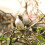 Artificial Bird Feathered Realistic Sparrow Home Garden Tree Decoration 1 4