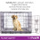 (X-Large) Pretty Pooch Dog Crate - Available in 5 Sizes 10