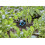 Gardena Micro-Drip-System Adjustable Inline Drip Head 1 to 8 l/h, pressure-equalising: For plants with different water 3
