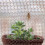 12.7 Cm X 6 M Copper Tape Against Snails, Copper Mesh Rat Traps, Snail Collar Net For Garden Mouse Bat Pigeon Deterrent 5