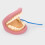 Giant Teeth Demonstration Set 8