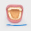 Giant Teeth Demonstration Set 5