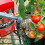 Levington Levington Tomorite Liquid Tomato Food, Concentrate, 1L 3