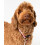 Marvel (Small) Marvel Bowl , Collar , Charm and Lead Gift Set (Unisex Black) 2