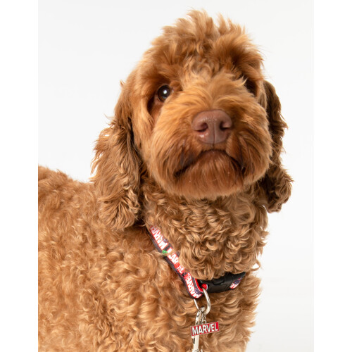Marvel (Small) Marvel Bowl , Collar , Charm and Lead Gift Set (Unisex Black) 1