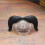 (6) FUNNY DUMMY DUMMIES NOVELTY TEETH PACIFIER FOR BABY BABIES 1
