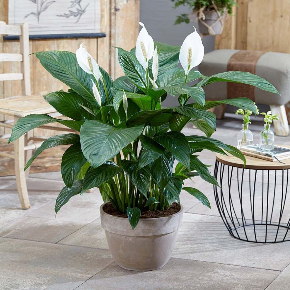 Gardeners Dream Spathiphyllum Peace Lily (9Cm, V1)