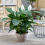 Gardeners Dream Spathiphyllum Peace Lily (9cm, V1) 2