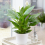 Gardeners Dream Spathiphyllum Peace Lily (9cm, V2) 1
