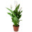 Gardeners Dream Spathiphyllum Peace Lily (9cm, V2) 3