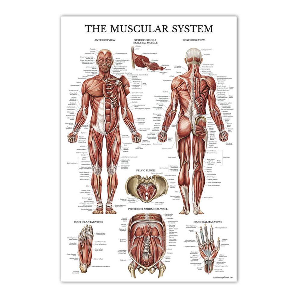 (30x40cm(12x16inches), #5  Muscular System) Human Anatomy Posters Laminated