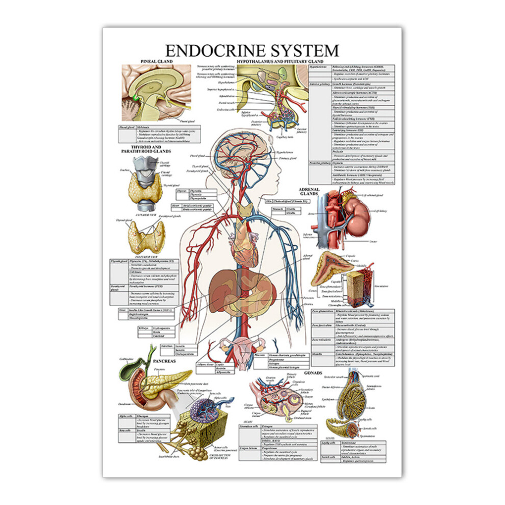 (40x50cm(16x20inches), #1  Endocrine System) Human Anatomy Posters Laminated