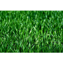 1Kg Organic Grass Seed for a 100% Organic Hard Wearing Lawn