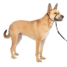Gentl Leader Collar