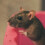 Rat & Mouse Food 12.55kg 3