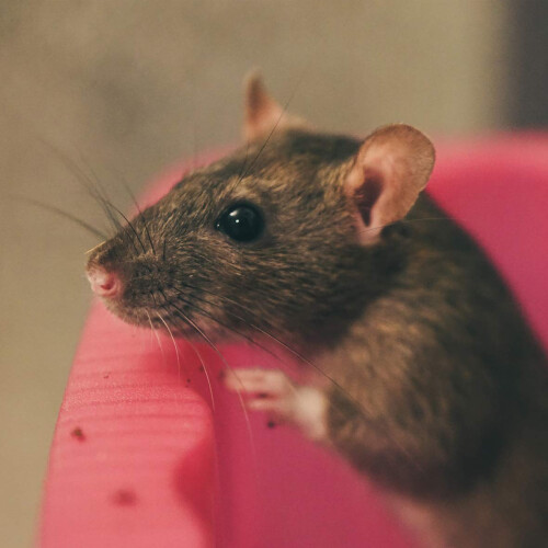 Rat & Mouse Food 12.55kg 2