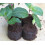 Starter coir pellets x100 5