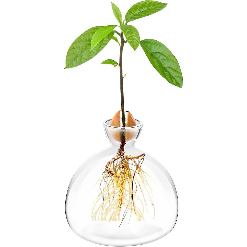 Avocado Seed Starter Planter Vase Pot Avocado Tree Growing Kit Glass Vases Grow Avocado Trees At Home Avocado Tree Growing Kit Unusual Gardening Gifts