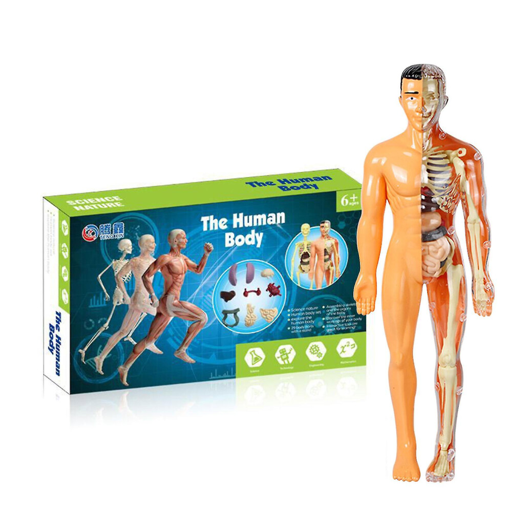 Anatomy Model Skeleton Model 3d Anatomical Assembly Model, High Human Torso Model