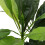 Living And Home 125CM Large Indoor Artificial Potted Tree 4