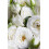 Korres White Blossom Renewing Body Cleanser 6