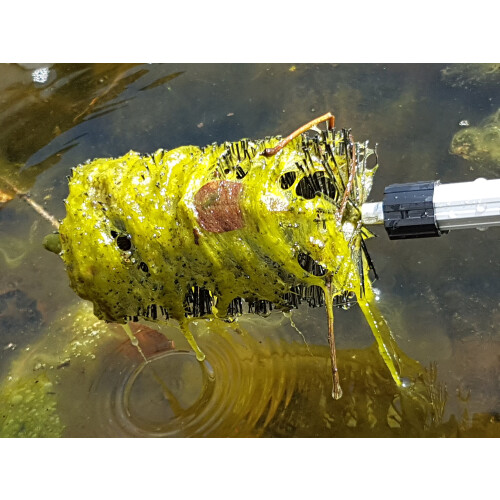 Pond Brush Telescoping Handle to 70 Inch. 2