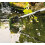 Pond Brush Telescoping Handle to 70 Inch. 4