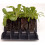 Rapid Rootrainers 32 Cell Pack 2