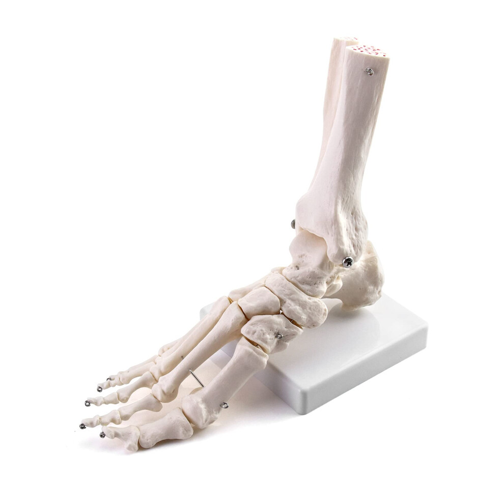 QWORK Human Foot Joint Skeleton Model, Medical Anatomy Foot and Ankle Model Fully Articulated for Medical Study &