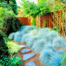 300pcs Blue Fescue Seeds Ornamental Grass Bonsai Plants Perennial Flowers Home
