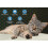 Cat And Dog Self-heating Pad, Heating Pad, Cat Self-heating Pad 3