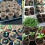 100 Pcs 6cm Fibre Seed Pots Biodegradable Plant Pots Small Seedling Pots with 100Pcs Plastic Plant labels 1x5cm 7