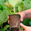 100 Pcs 6cm Fibre Seed Pots Biodegradable Plant Pots Small Seedling Pots with 100Pcs Plastic Plant labels 1x5cm 5