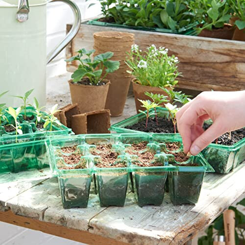 Westland John Innes Peat Free Seed Sowing Compost 10L 2