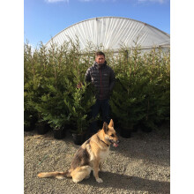 Green Leylandii Cupressocyparis Leylandii Hedging Trees 6ft Pallet of 10 Supplied in 10 Litre Pots