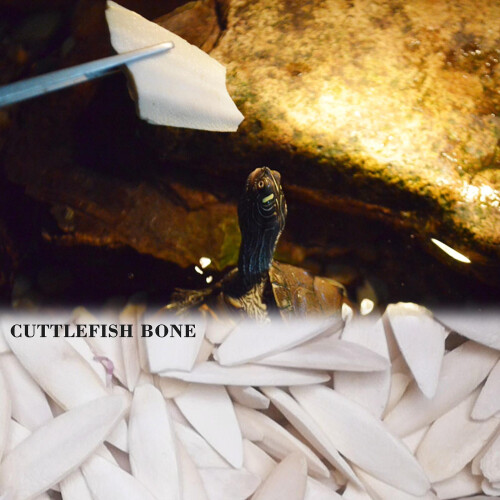 1 Bag Cuttlebone Cuttlefish Bone Sepia Cuttle Fish Calcium Pickstone Bird 1