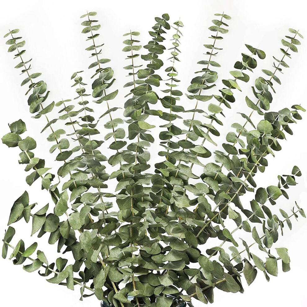Jojomino 12Pcs Dried Eucalyptus Branches Greenery Stems,17 Inch 100% Real