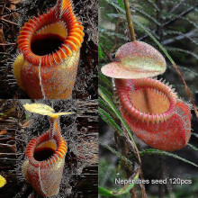 Hywell 120 Pcs/set Rare Nepenthes Seeds Flytrap Balcony Garden Potted Bonsai Carnivorous Plants Seed