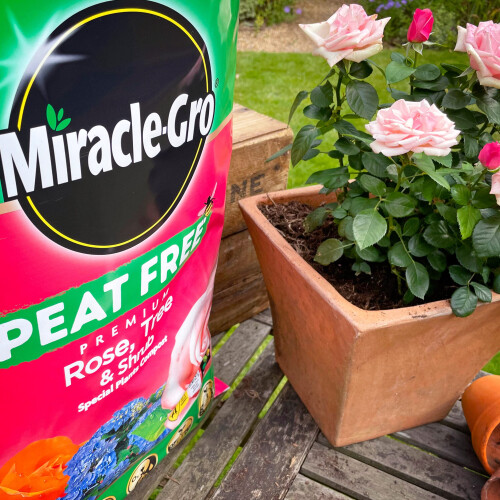Miracle-Gro PEAT FREE Premium Rose, Tree & Shrub Compost, 40 Litres 2