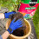 Miracle-Gro PEAT FREE Premium Rose, Tree & Shrub Compost, 40 Litres 2