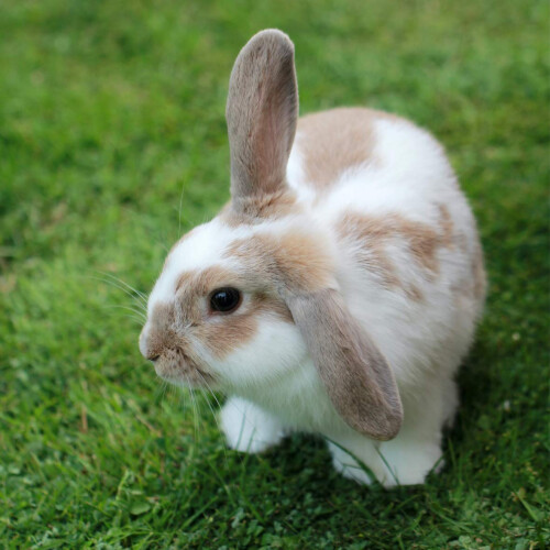Premium Extruded Nuggets Rabbit Feed Tub, 5 Litre 2