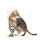 Royal Canin Outdoor Cat Ageing 7+ Dry Mix 400 g 4
