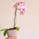 Premium Orchid Potting Mix Enriched With Nutrients (1L) 4