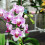Premium Orchid Potting Mix Enriched With Nutrients (1L) 2
