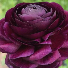 Ranunculus Purple Flower Corms/Bulbs. Hardy Colourful Flowers. Size 6/7. (10)