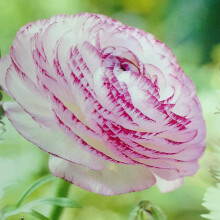 Ranunculus Picotee Pink Flower Corms/Bulbs. Beautiful Hardy Colourful Flowers. (100)