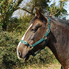 Nylon Headcollar - Pony - Green