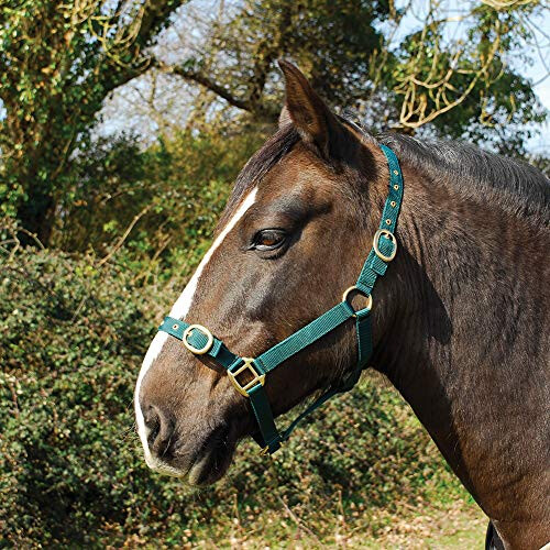 Nylon Headcollar - Pony - Green