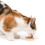 Catit Creamy Lickable Treats Variety Multipack 15 Pack 6